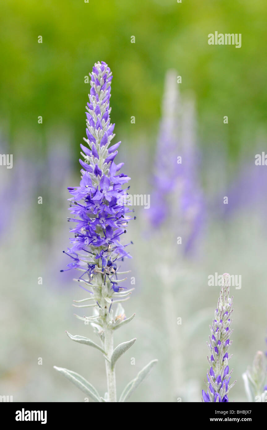 Spiked speedwell (pseudolysimachion spicatum syn. veronica spicata) Foto Stock