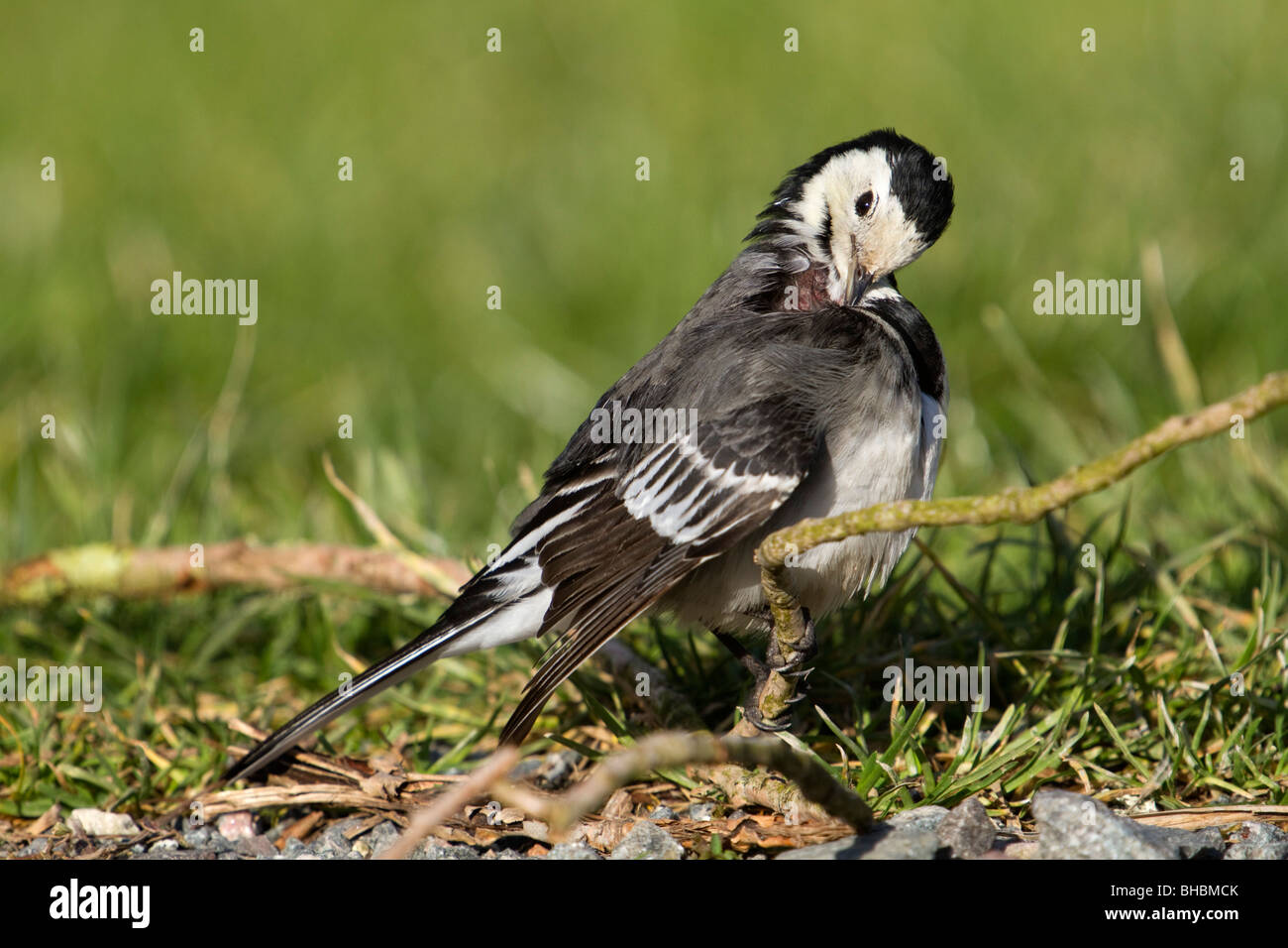 Pied Wagtail; Motacilla alba ssp yarellii; preening Foto Stock