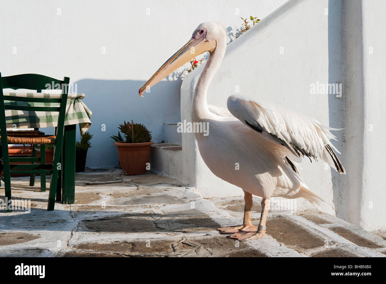 Petros Pelican a Mykonos, Grecia Foto Stock