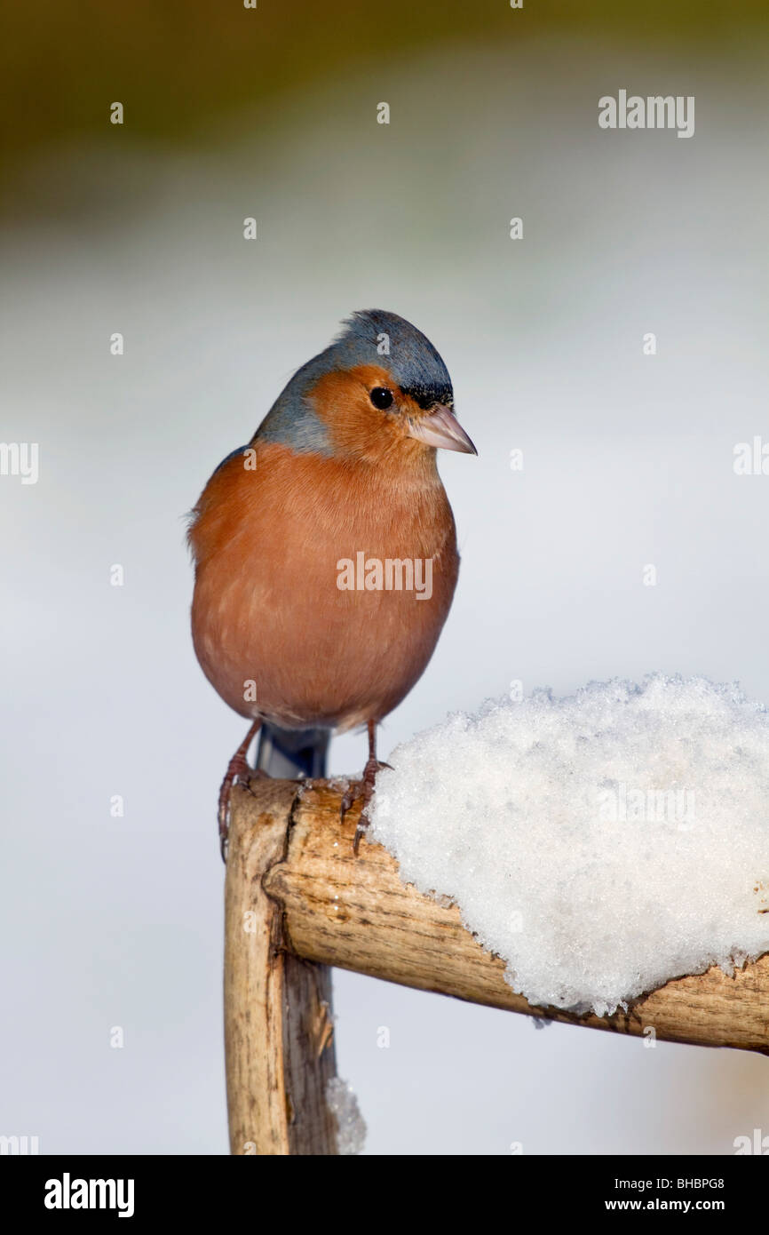 Fringuello; Fringilla coelebs; maschio sulla forcella maniglia nella neve Foto Stock