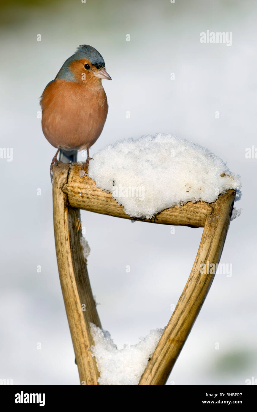 Fringuello; Fringilla coelebs; maschio; sulla forcella maniglia nella neve Foto Stock