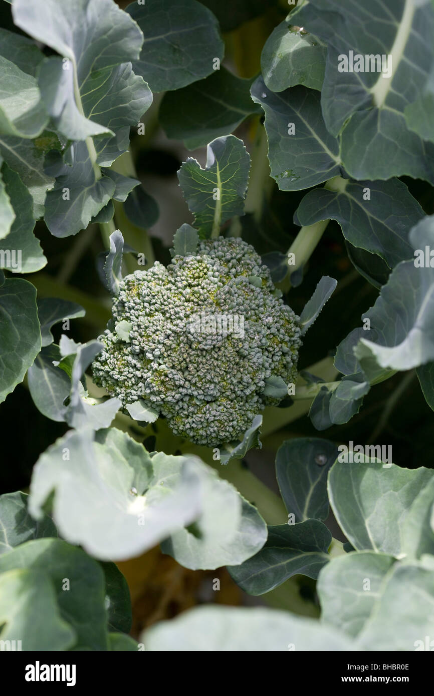 Broccoli crescono su un riparto Foto Stock