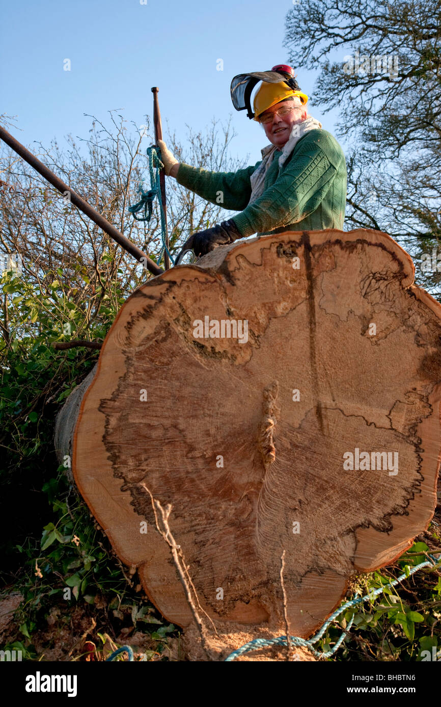 Abbattimento degli alberi nella contea di Limerick Irlanda Foto Stock
