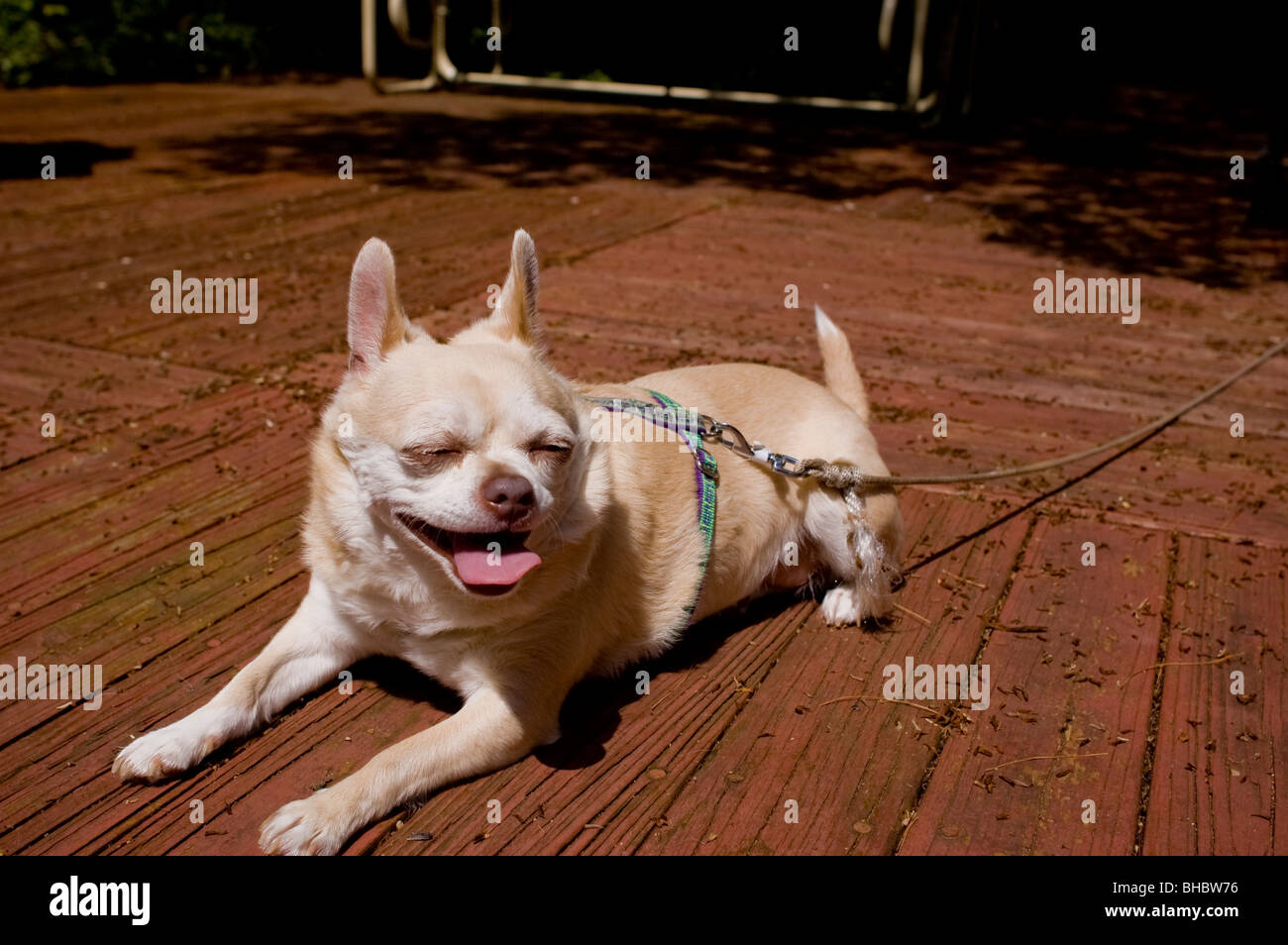 Si tratta di un Chug, un incrocio tra un chihuahua e un Pug. Foto Stock