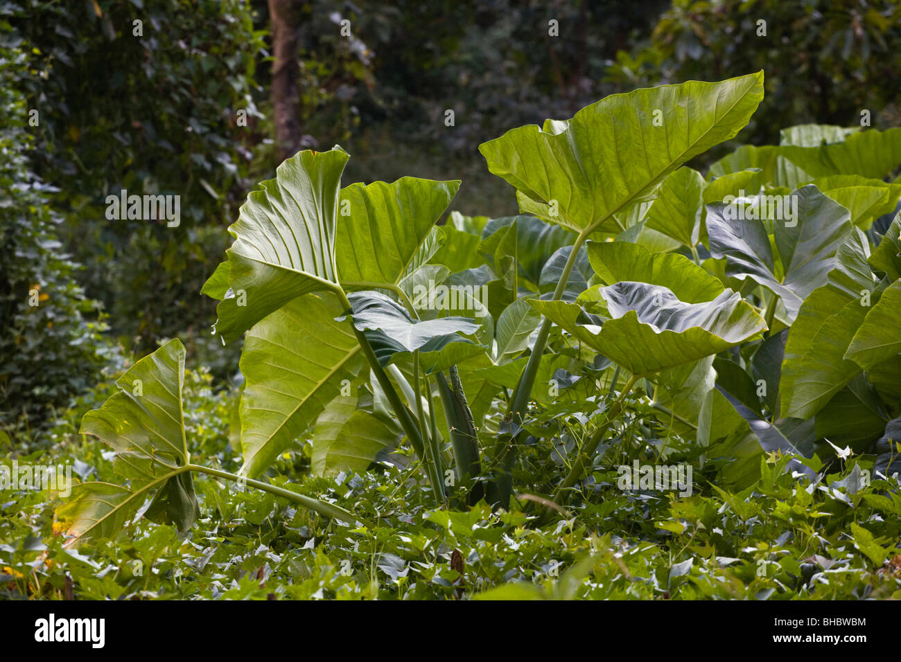 Foglia di elefante pianta - intorno il MANASLU TREK, NEPAL Foto Stock