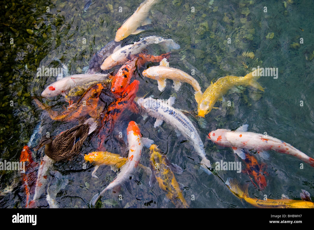 Un anatra e i pesci nuotano in un stagno. Foto Stock