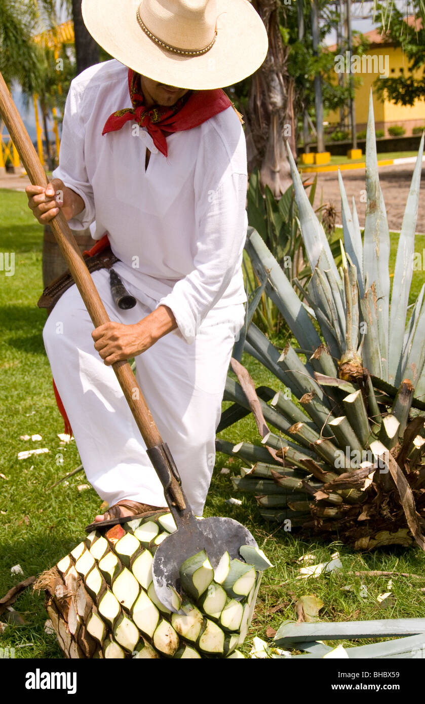 Lavoratore prepara agave di tequila elaborazione in caso Herradura, Amatitan, Jalisco, Messico Foto Stock