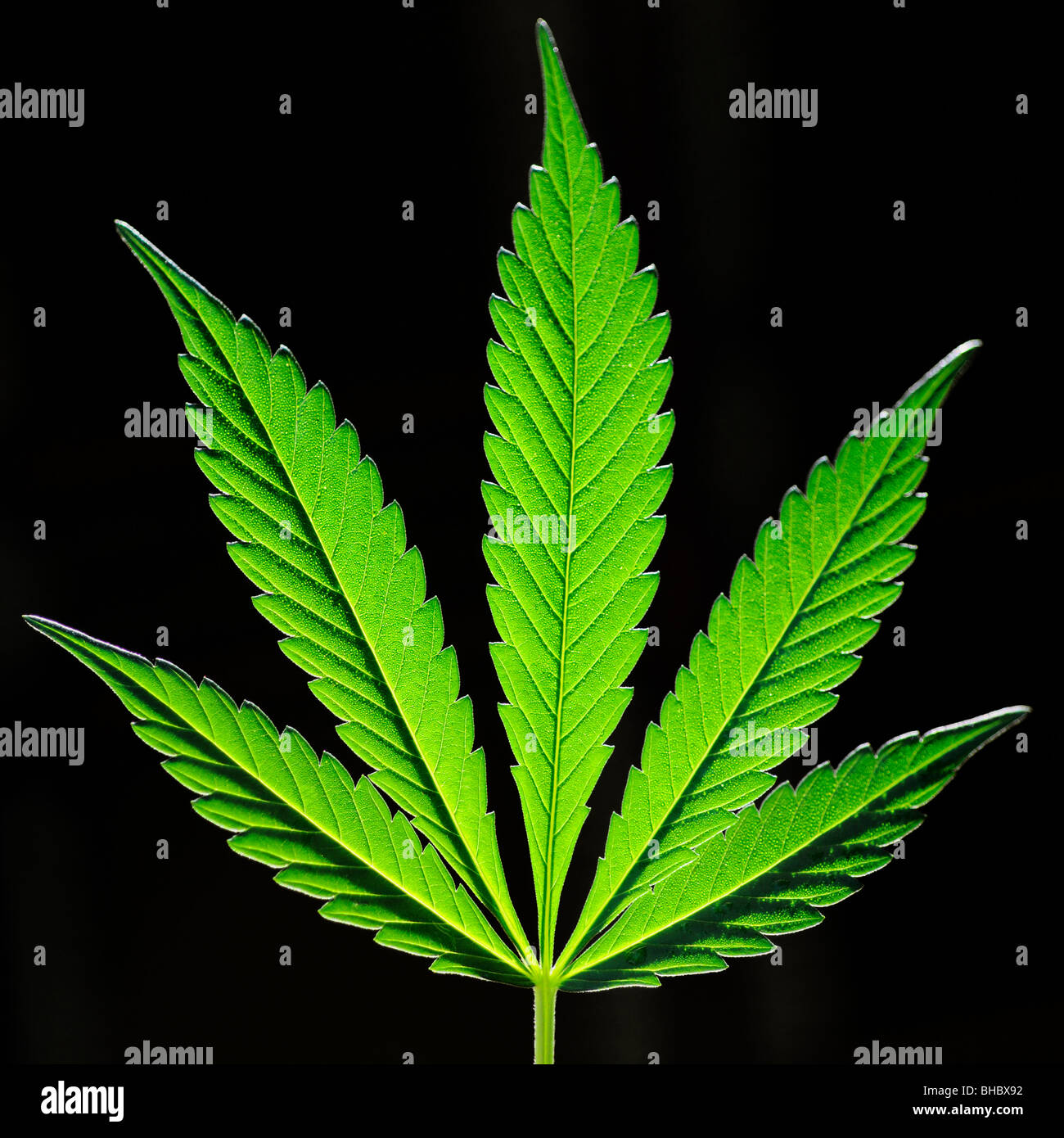Una foglia verde di marijuana su nero Foto Stock