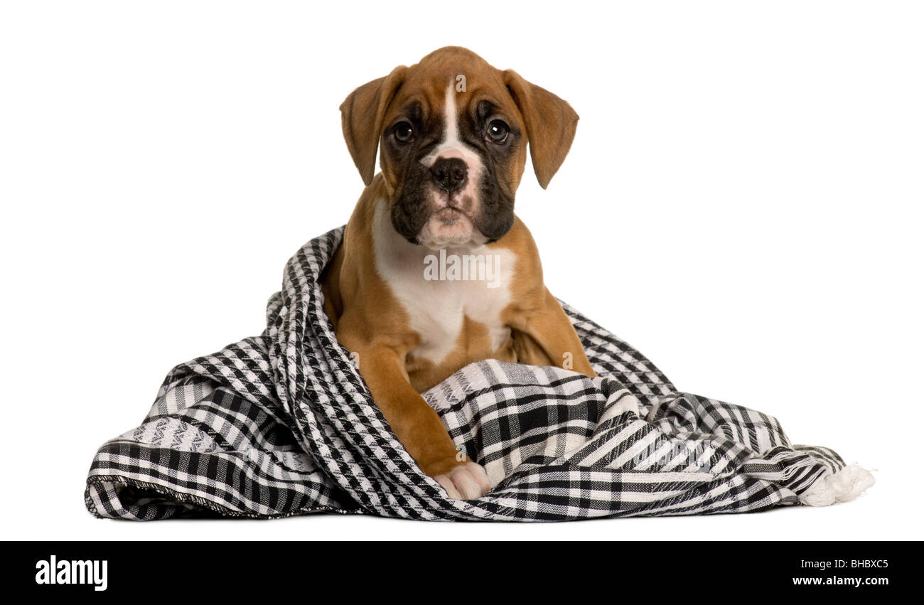 Boxer cucciolo avvolto in una coperta, 2 mesi di età, di fronte a uno sfondo bianco Foto Stock