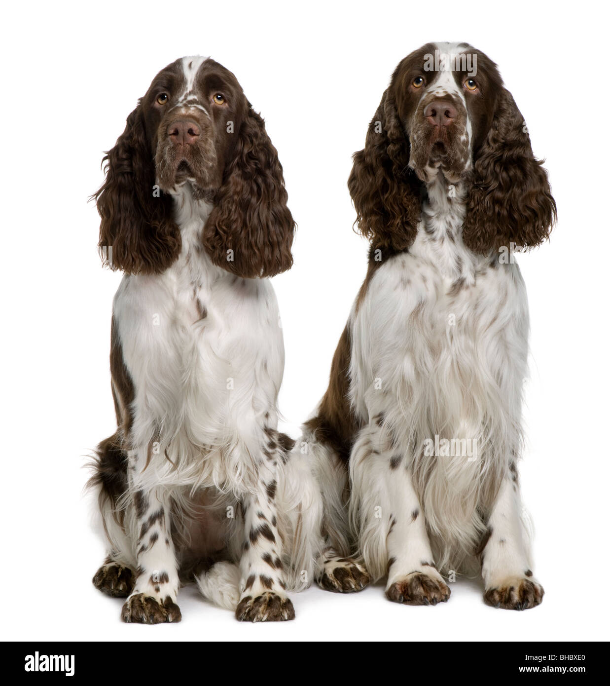 Due English Springer Épagneuls, 1 e 2 anni, seduto di fronte a uno sfondo bianco Foto Stock