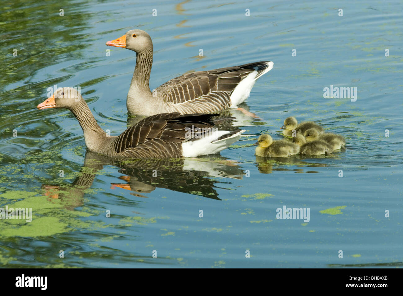 Graylag oche (Anser anser). Adulti e appena goslings tratteggiata in acqua per la prima volta. Norfolk. Foto Stock