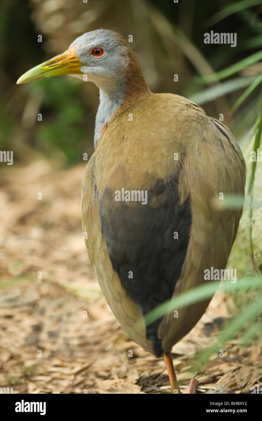 Woodrail gigante (Aramides ypecaha). Nativo di alcune parti del Sud America. Foto Stock