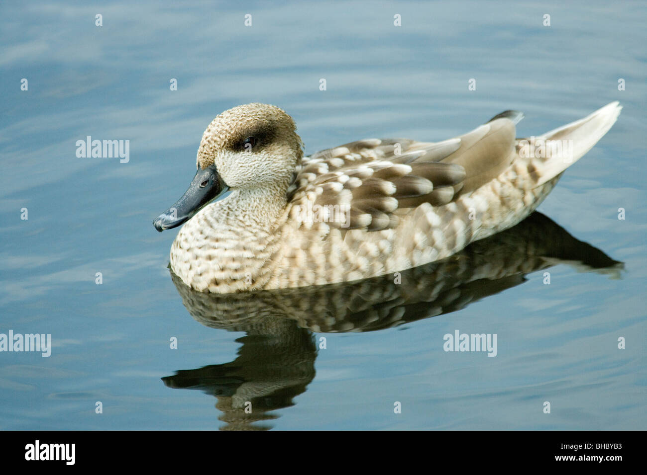In marmo (Teal Marmaronetta (Anas) angustirostris). Sessi simili/simili. Foto Stock