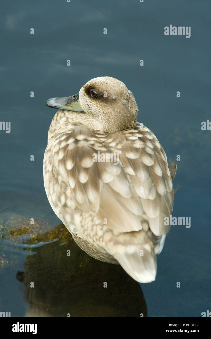 Marmorizzata Marmaronetta Teal (Anas) angustirostris sessi simili/simili/monomorfo. Foto Stock