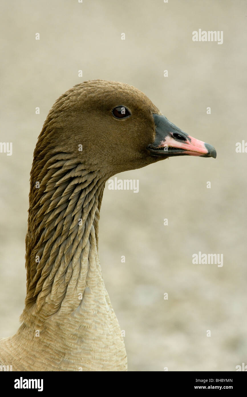 Rosa-footed Goose (Anser brachyrhynchus). Ritratto. Mostra bill e collo striato piume. Foto Stock
