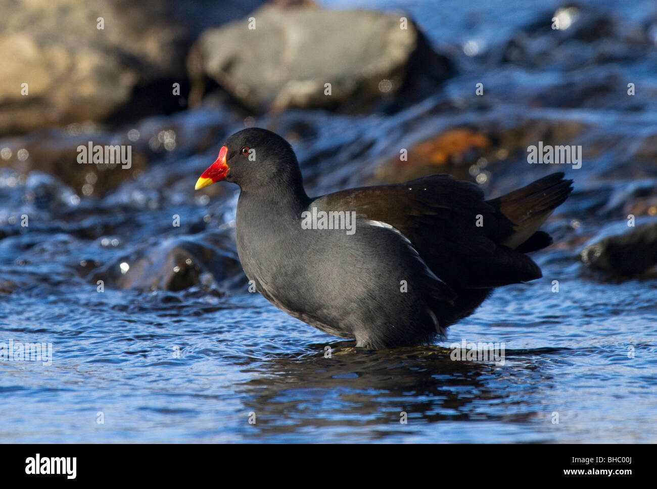 , Moorhen Gallinula chloropus, nel fiume Tay, Perthshire Foto Stock