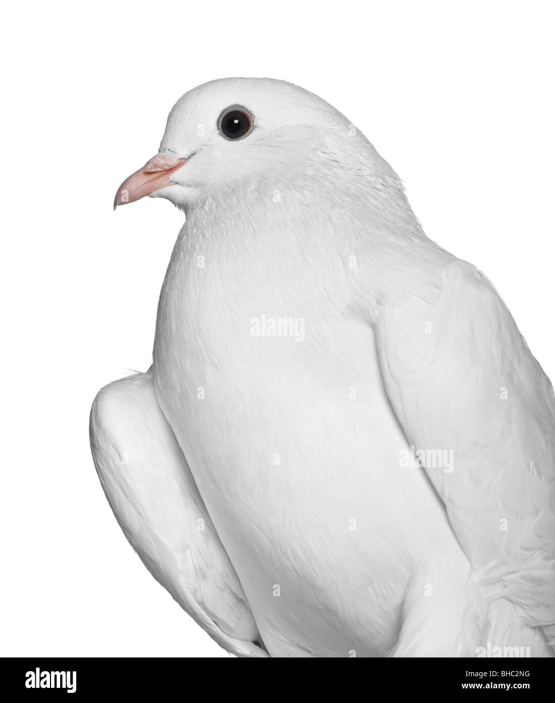 Pigeon, 2 anni, di fronte a uno sfondo bianco Foto Stock