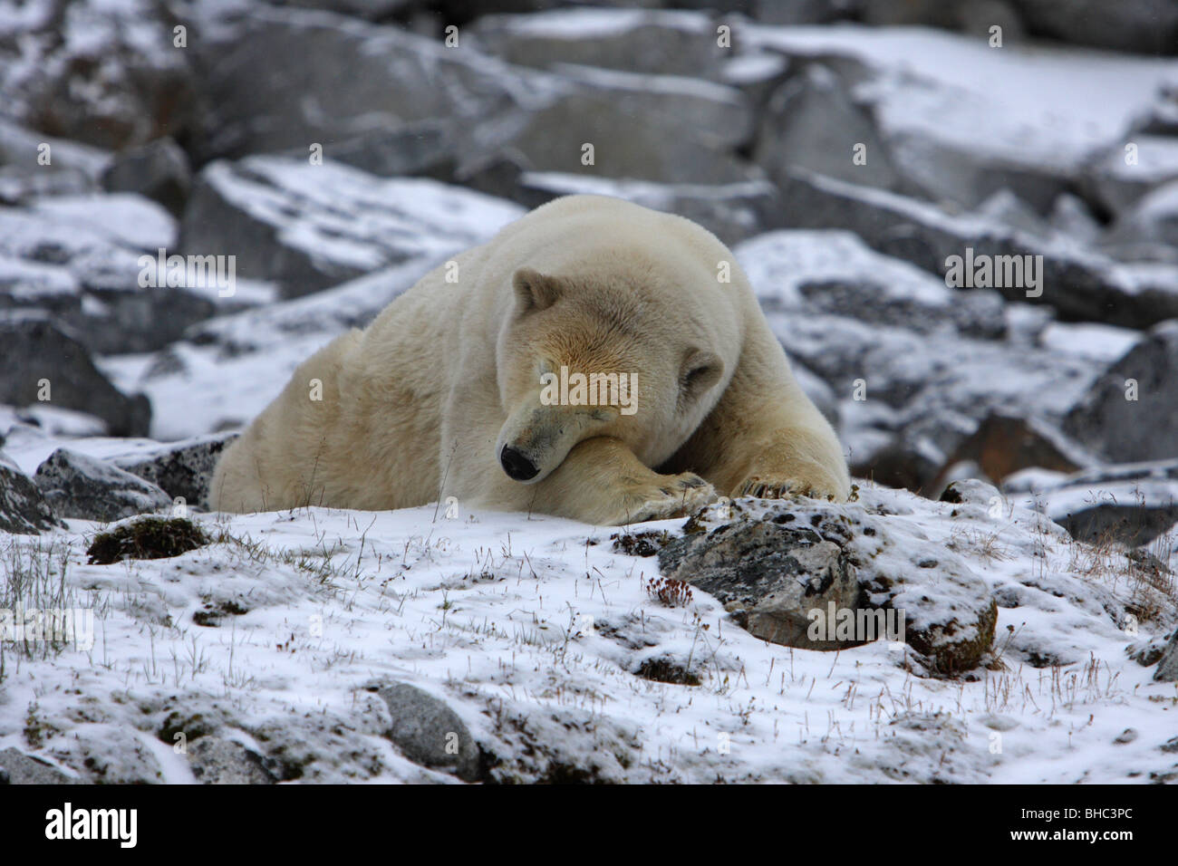 Orso polare Ursus maritimus giacente dormire sulla sua pancia con la sua testa in appoggio sulla sua zampa anteriore Foto Stock