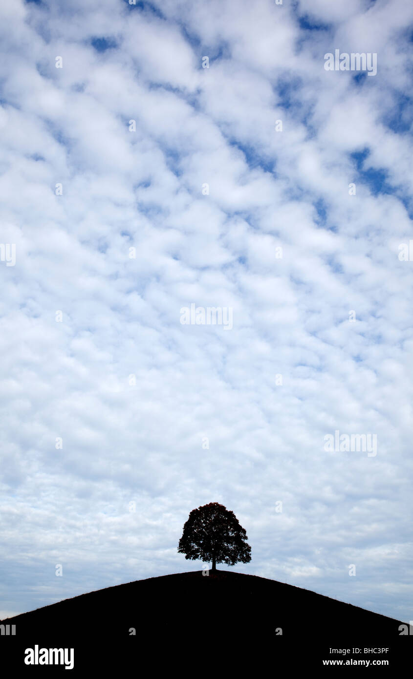 Albero sulla collina Foto Stock