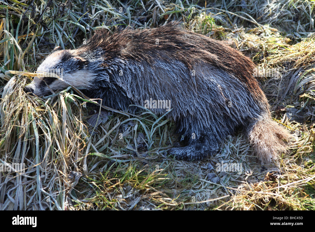 Un badger congelati nel Regno Unito Foto Stock