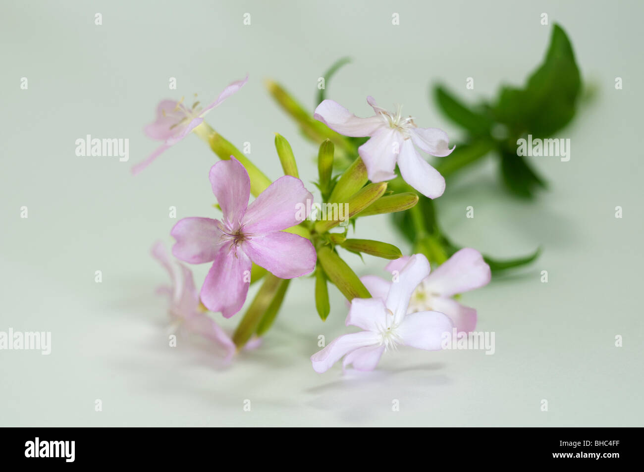 Soapwort, Bouncing Bet, Bruisewort, Fuller, erbe selvatiche, dolce William (Saponaria officinalis), fioritura ramoscello. Foto Stock