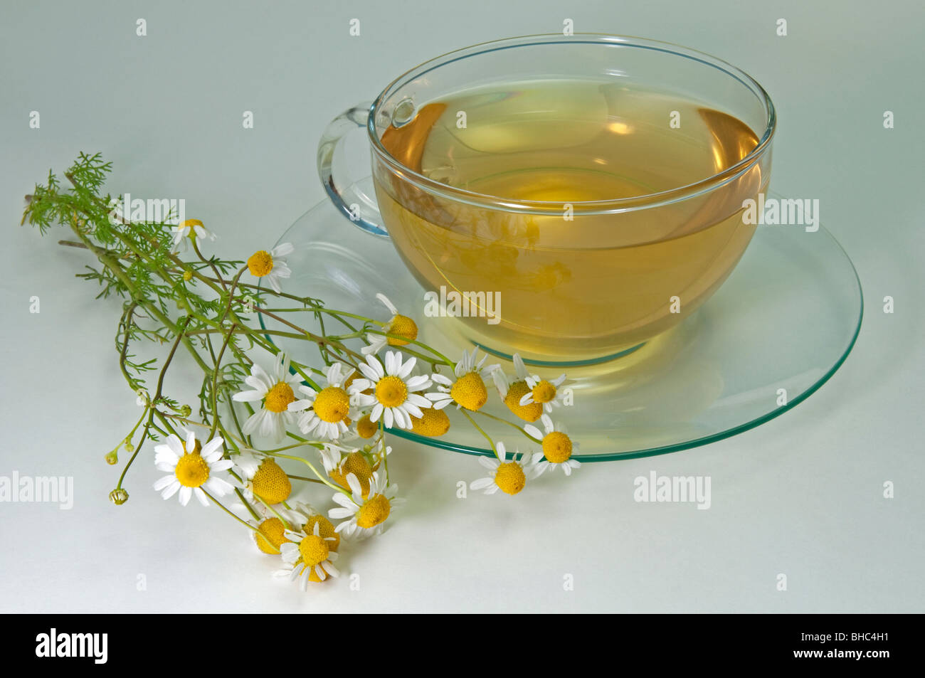 La camomilla, tedesco (Camomilla Matricaria chamomilla, matricaria recutita). Una tazza di tè con fiori, studio immagine. Foto Stock