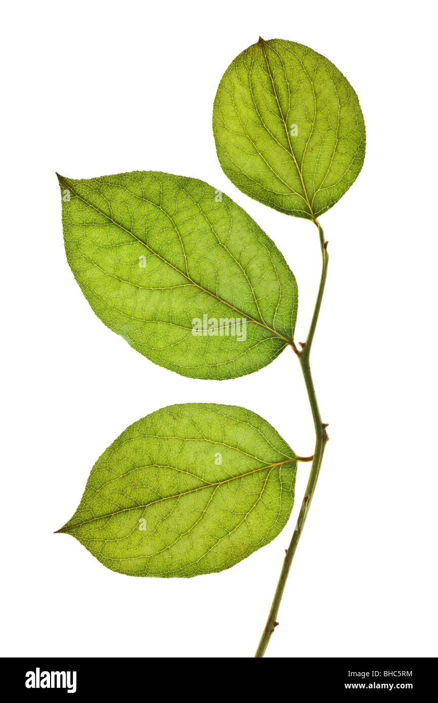 Foglia verde isolato su uno sfondo bianco Foto Stock