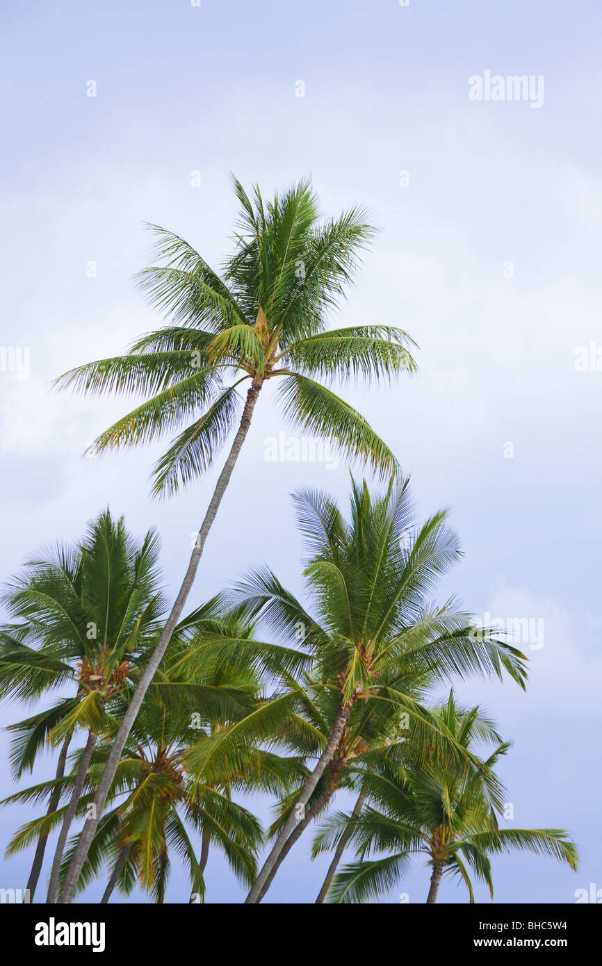 Hawaiian palme colpo dal basso con sky Foto Stock