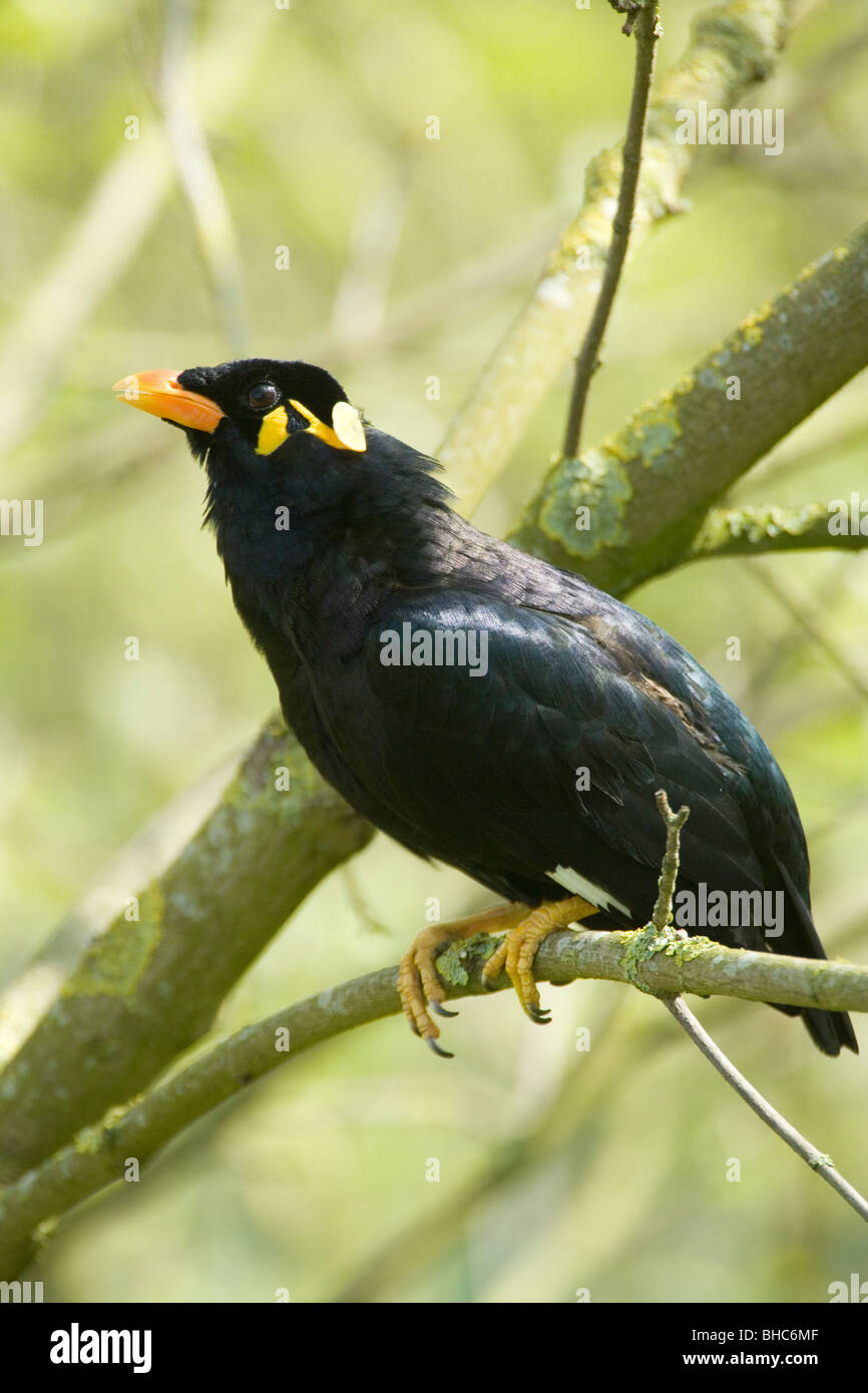 Hill Mynah (Gracula religiosa). Foto Stock