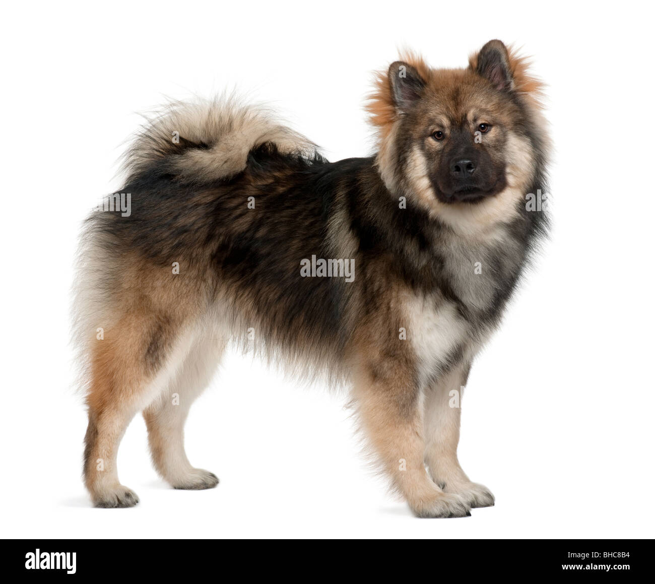 Eurasier, 1 anno di età, in piedi di fronte a uno sfondo bianco Foto Stock