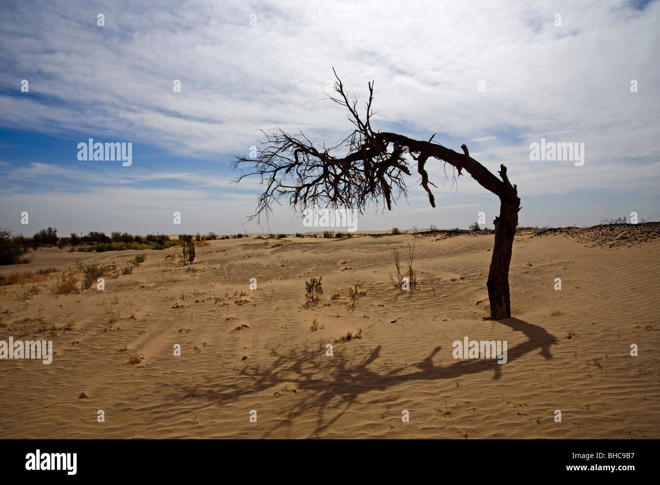 Albero appesi nelle dune Imperial Park nel Sud della California. Il ruvido paesaggio offre lo sfondo perfetto per questo morto Foto Stock