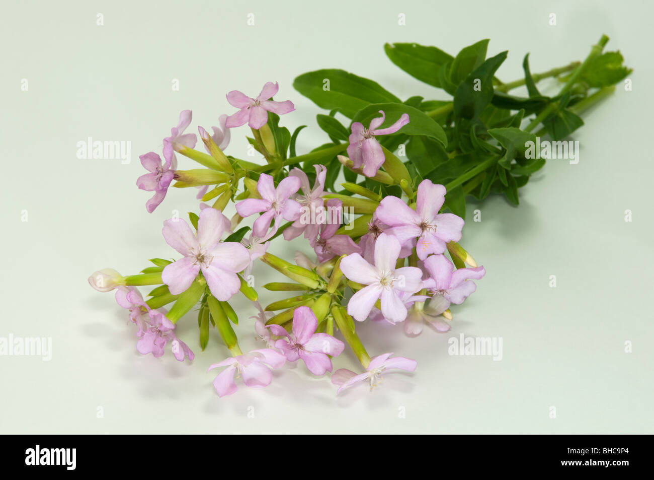 Soapwort, Bouncing Bet, Bruisewort, Fuller, erbe selvatiche, dolce William (Saponaria officinalis), rametti fioriti. Foto Stock