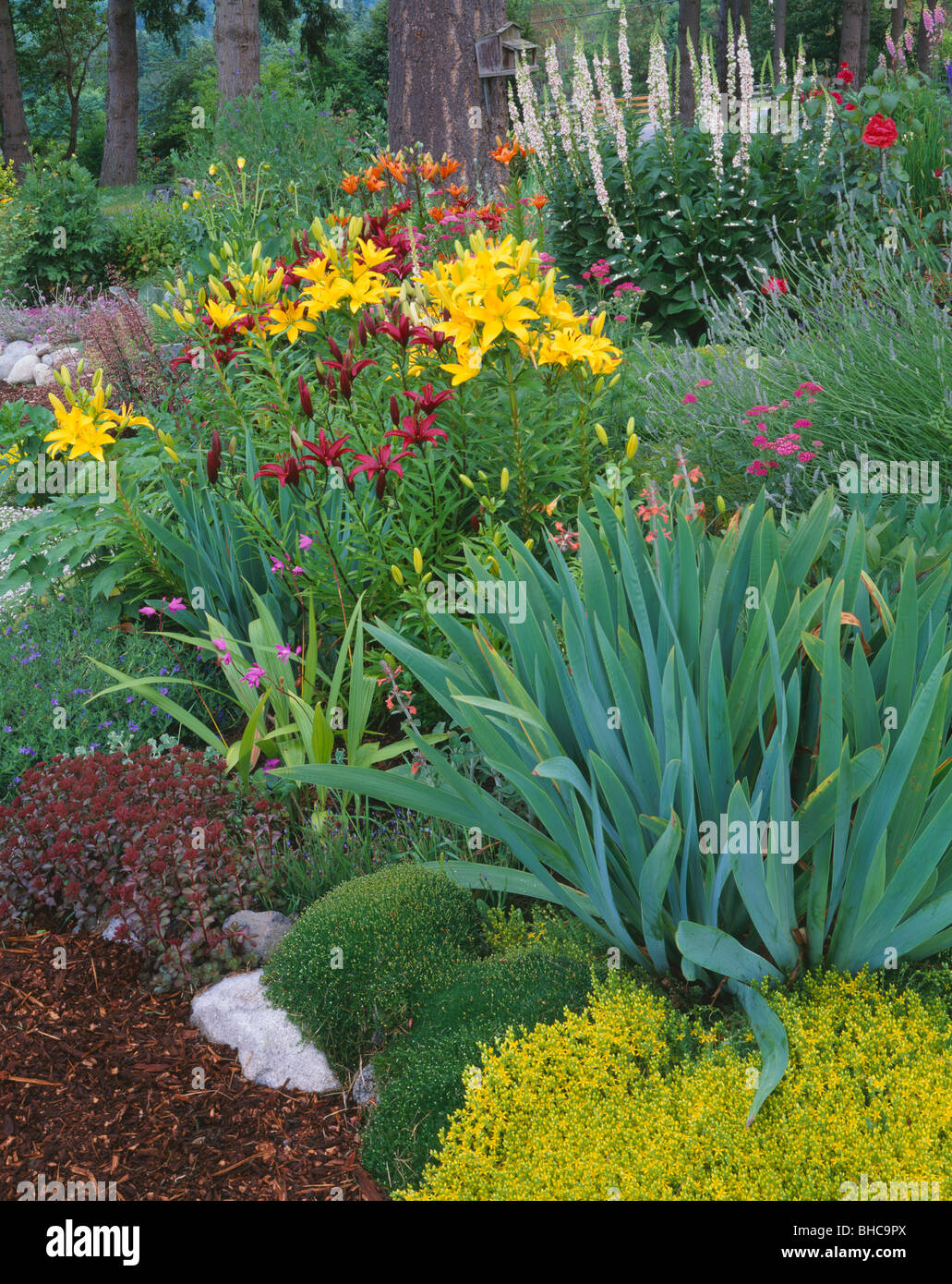 Vashon Island, WA: estate giardino fiorito tra cui iris, gigli, Molène, lavanda e una varietà di coperte di terra Foto Stock