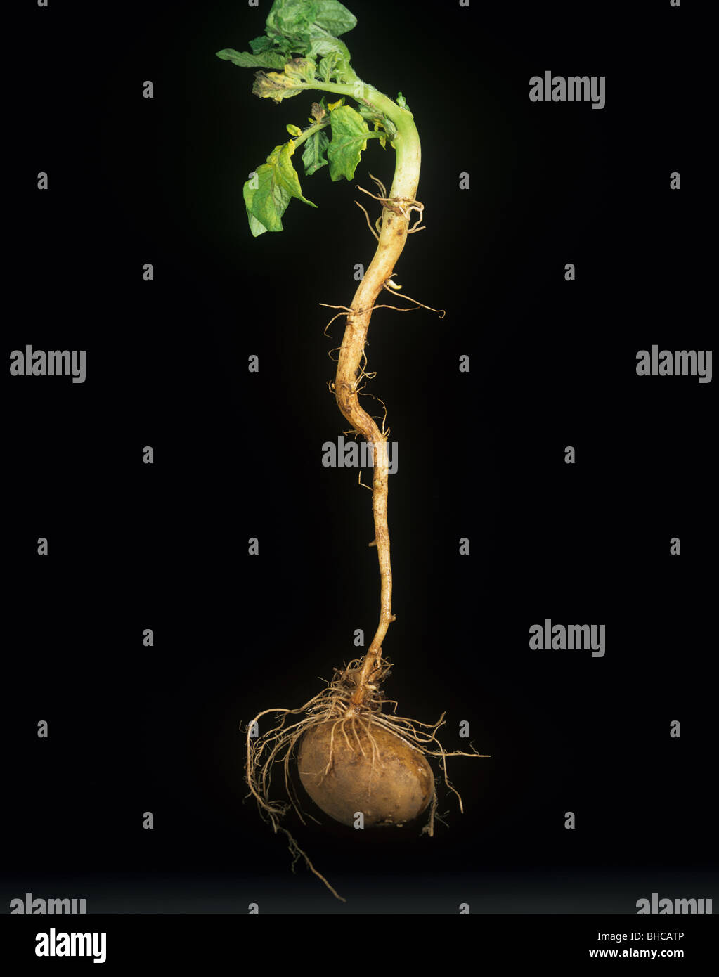 Symphylid o symphylan (Scutigerella immacolata) danni alla pianta di patata stelo base e radici Foto Stock