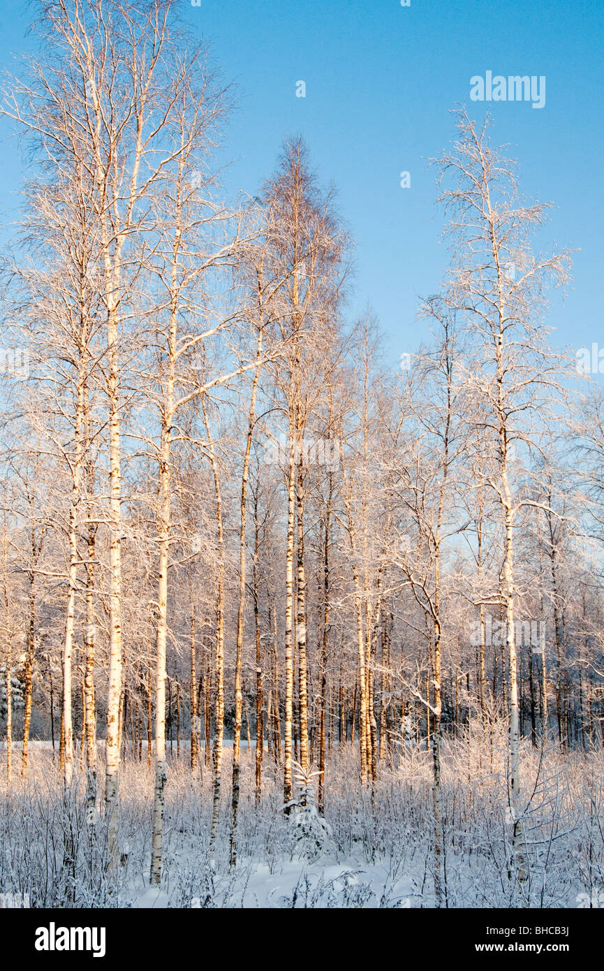 Russian bosco di betulle, in inverno, regione di Leningrado, Russia Foto Stock
