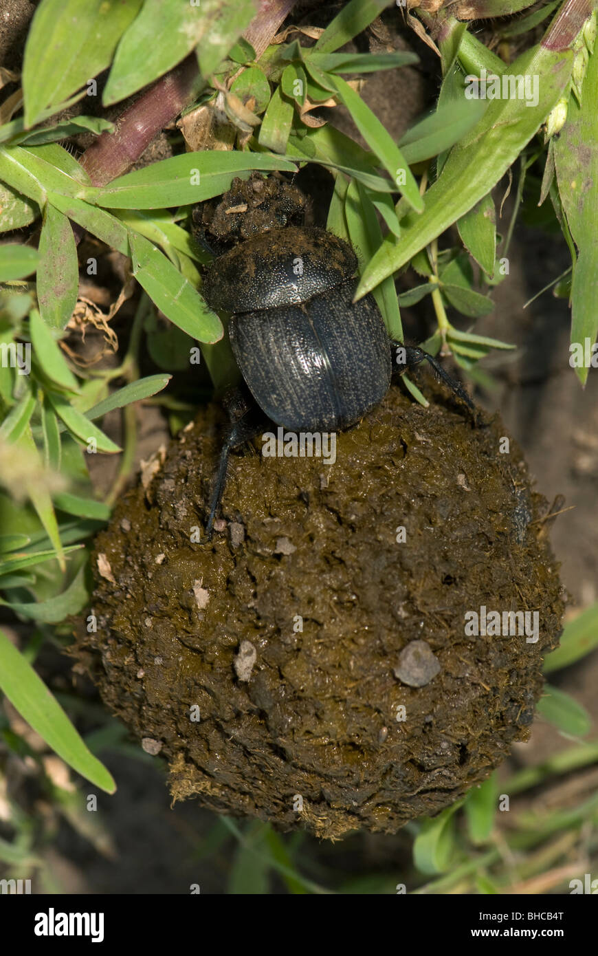 Dung beetle facendo rotolare una palla di sterco. Foto Stock