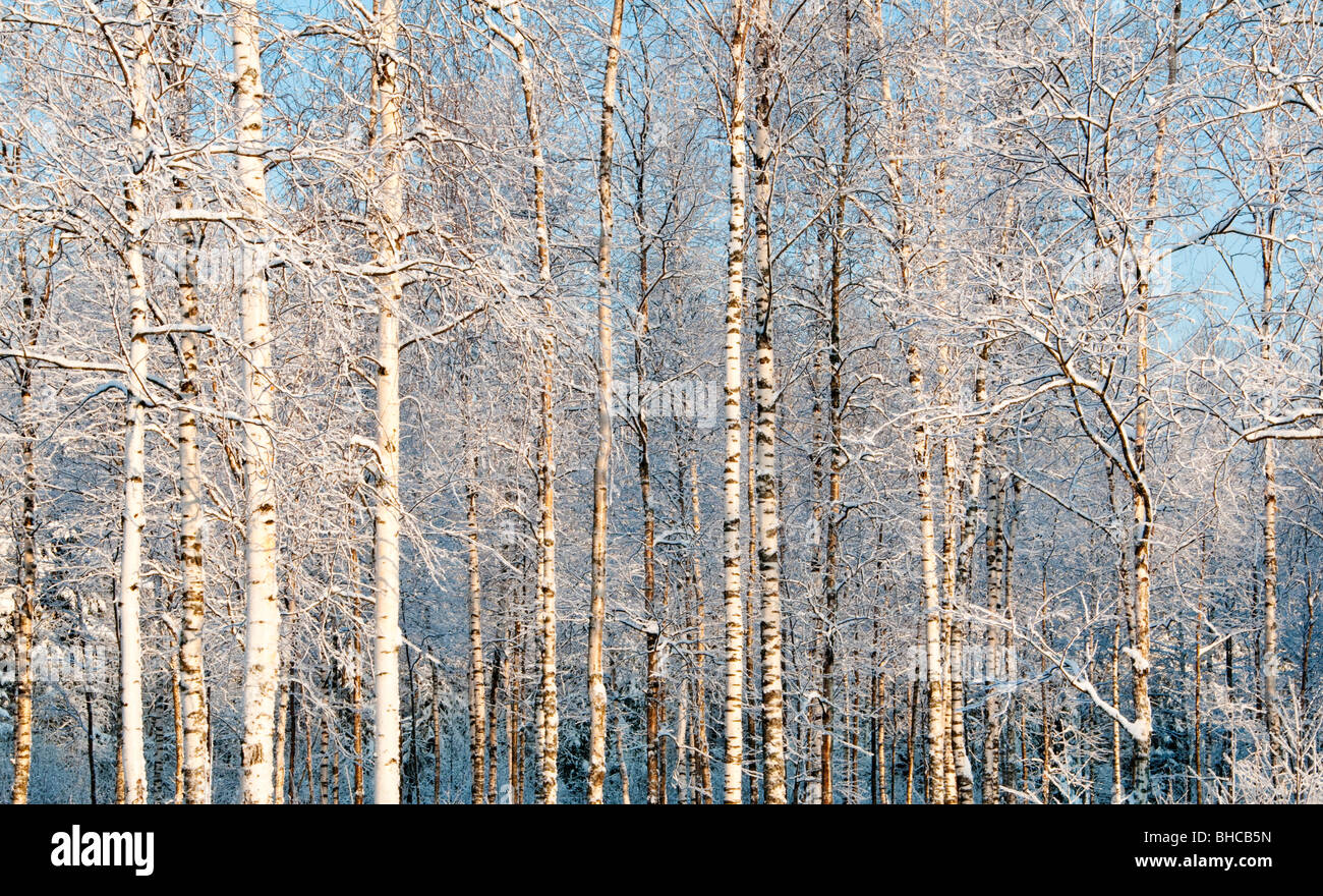 Russian bosco di betulle, in inverno, regione di Leningrado, Russia Foto Stock