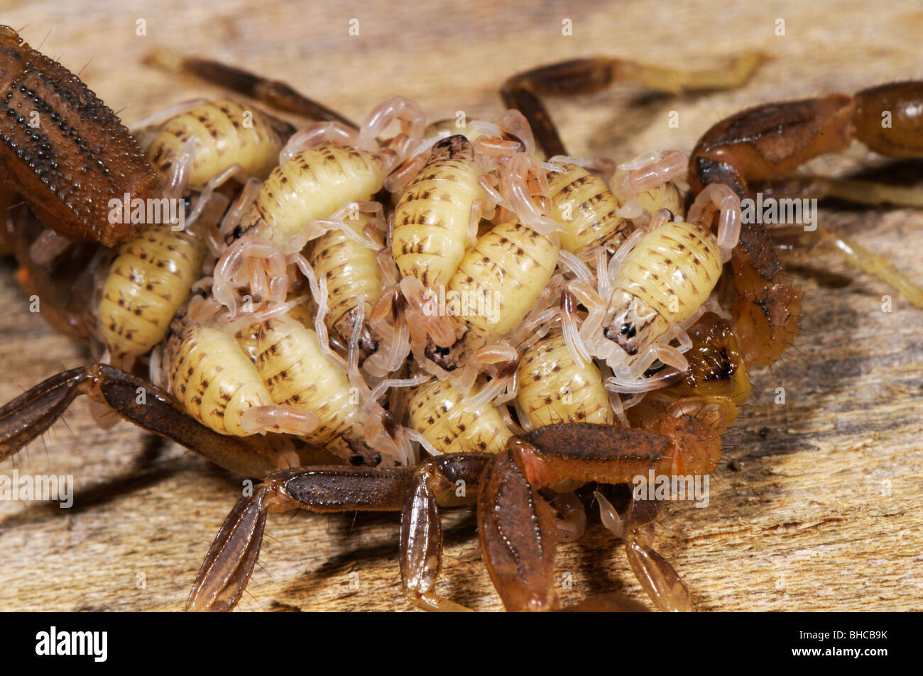Hottentota scorpion, portando il suo giovane, fotografato in Tanzania, Africa Foto Stock