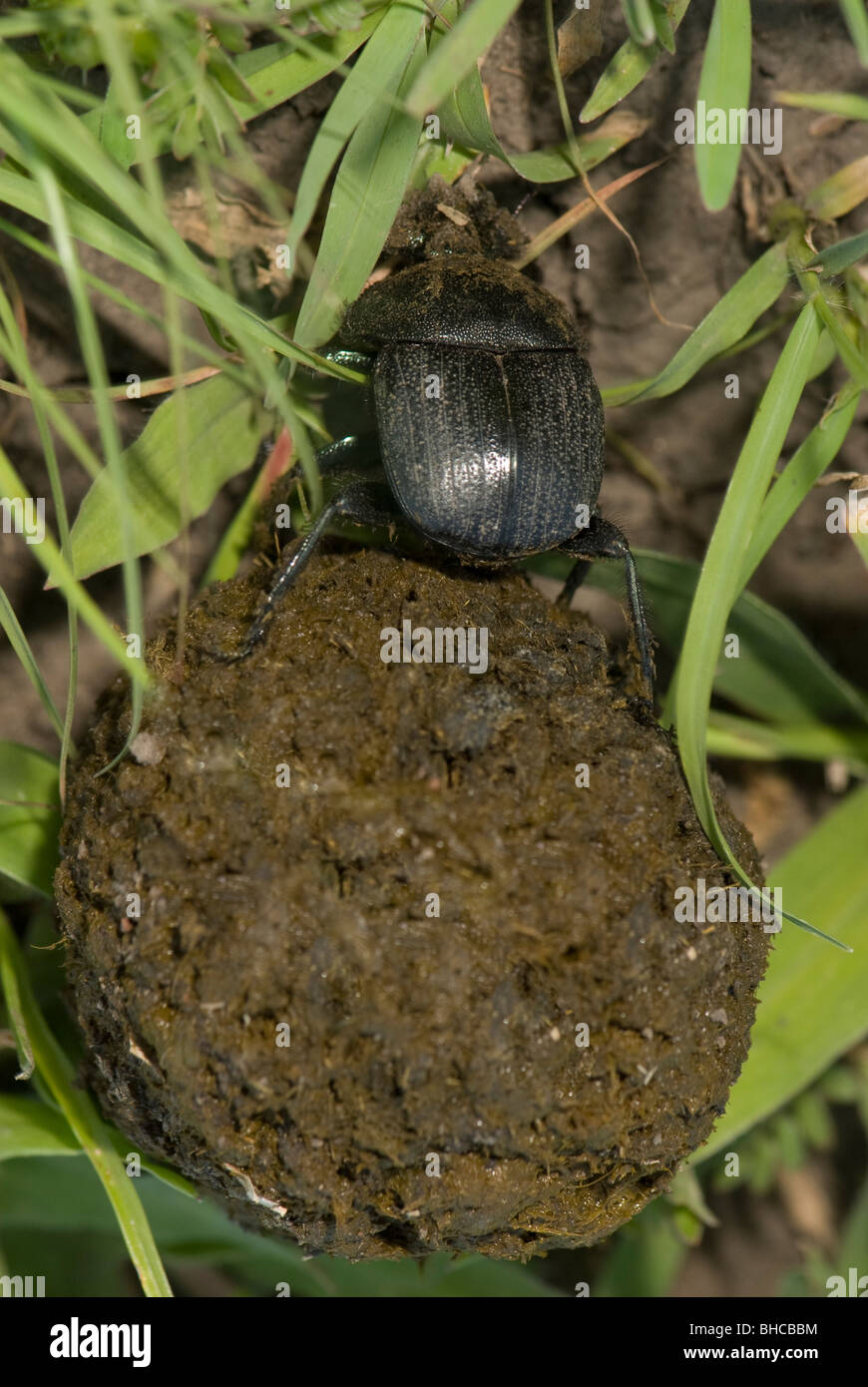Dung beetle facendo rotolare una palla di sterco. Foto Stock