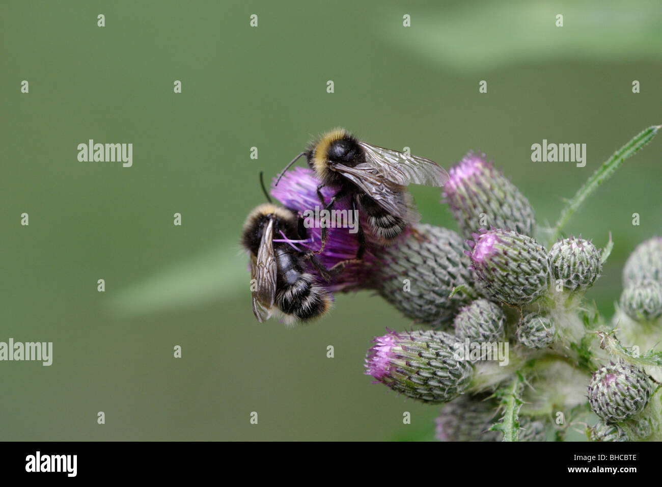 Bombus pascuorum, o comune carda bee, una specie di bumblebee. Essi si nutrono a Thistle. Foto Stock