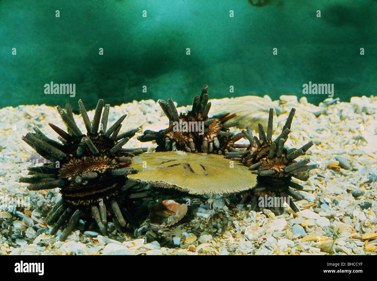 Eucidaris tribuloside, ardesia-matita ricci di mare mangiare il loro cugino, Encope michelini, Sand dollar. Foto Stock