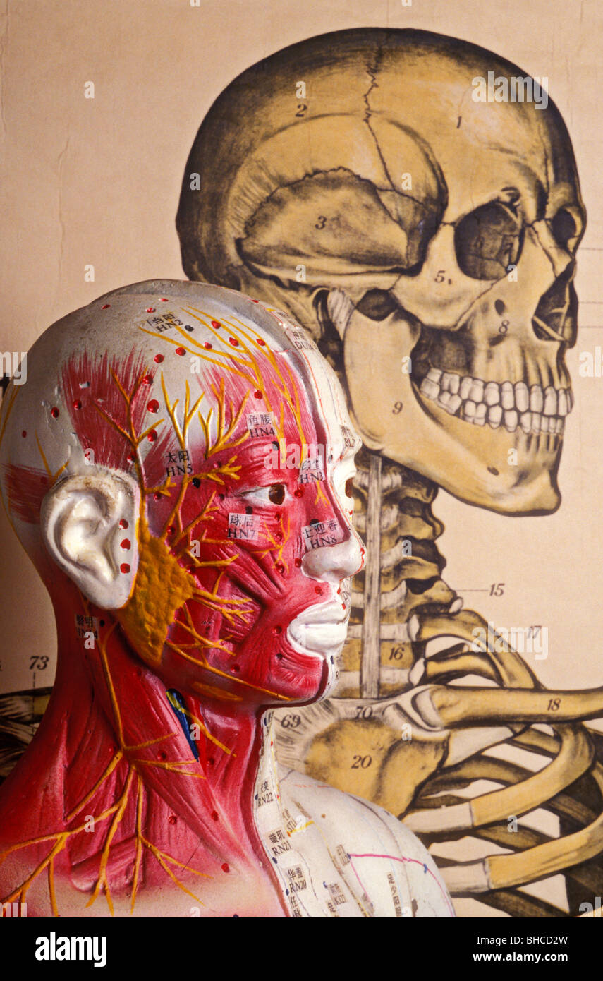 Modello di agopuntura e lo scheletro di illustrazione Foto Stock