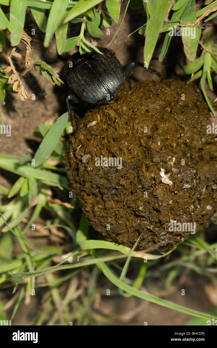 Dung beetle facendo rotolare una palla di sterco. Foto Stock