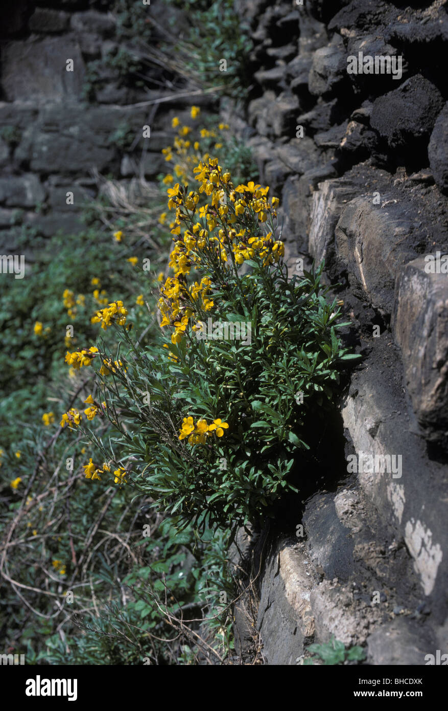 Violaciocca CHEIRANTHUS CHEIRI naturalizzato su un vecchio muro REGNO UNITO Foto Stock