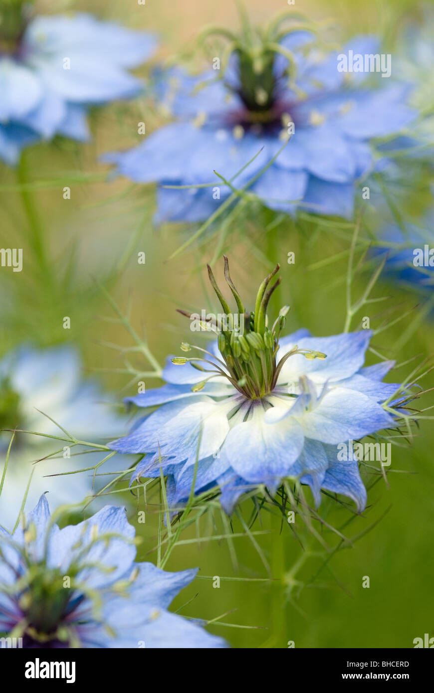 NIGELLA DAMASCENA amore-IN-un-nebbia Foto Stock