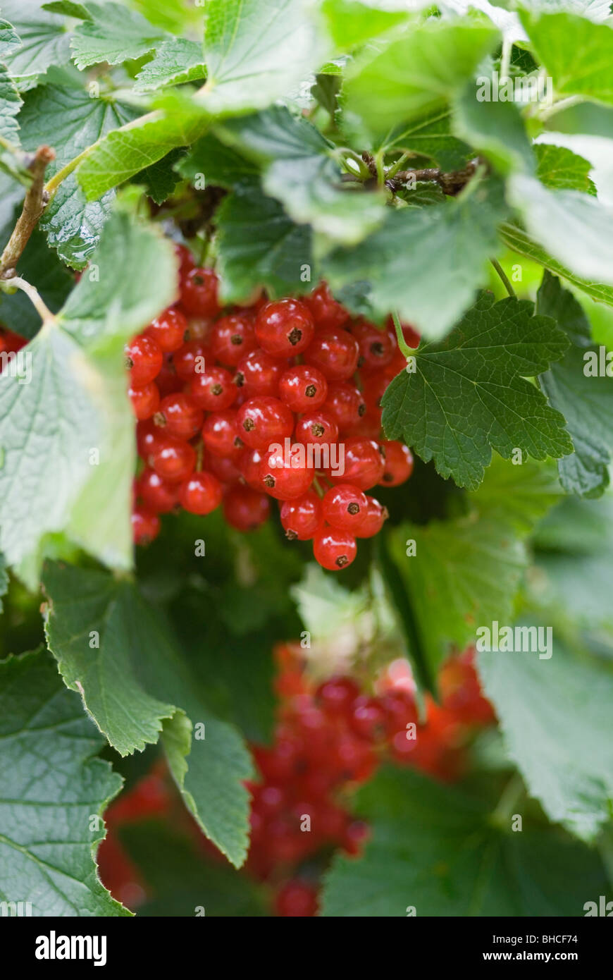 RIBES RUBRUM ROVADA ribes rosso Foto Stock