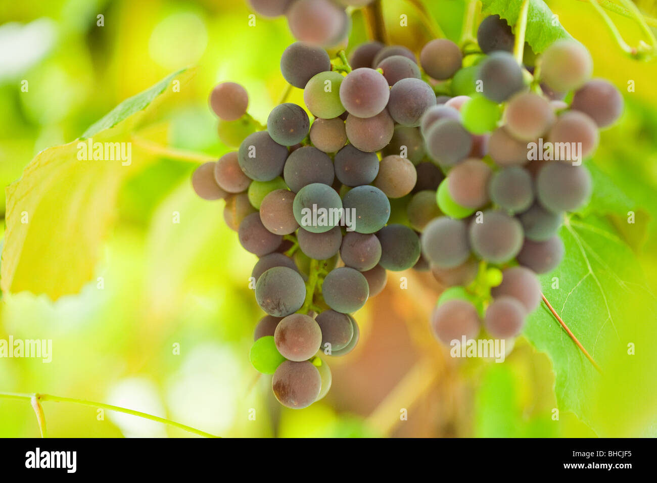 Chiusura del grappolo di uva, profondità di campo Foto Stock
