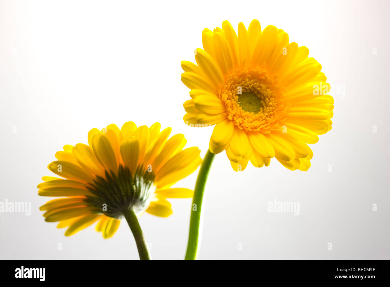 Margherita del Gerbera Foto Stock