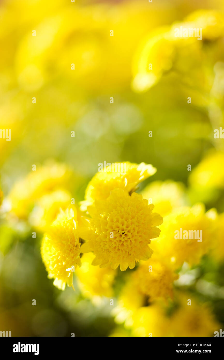 Crisantemo Foto Stock