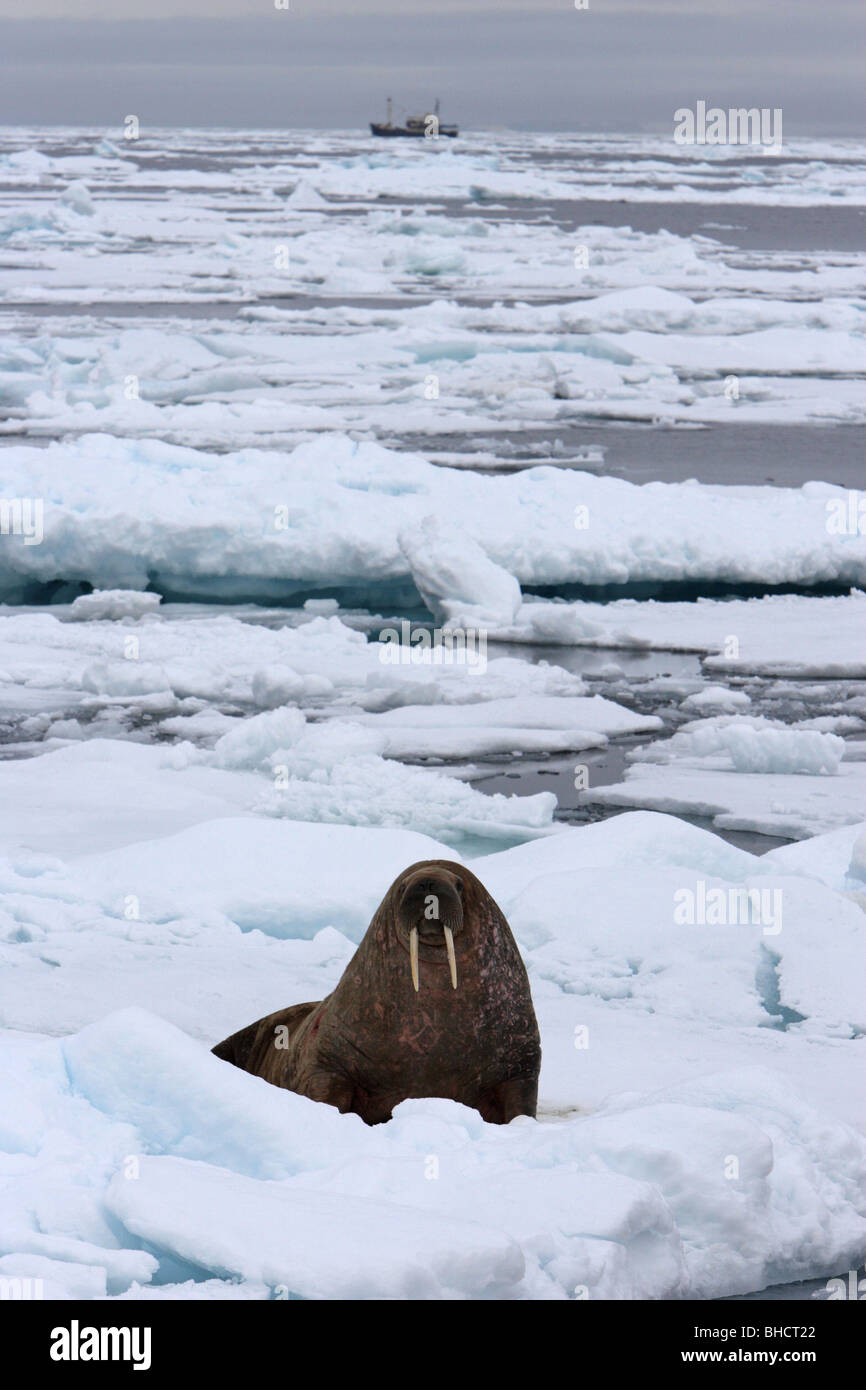 Trichechi Odobenus rosmarus con contatto visivo giacente su un flusso di ghiaccio con la nave di Orino all'orizzonte Foto Stock